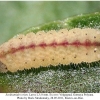 scolitantides orion larva3 rost